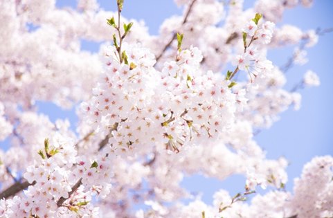 Japan Travel Expert - Cherry Blossom Japan 14 Days