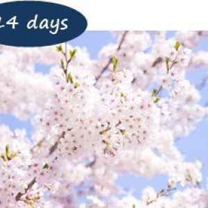 Japan Cherry Blossom Holiday Packages - Cherry blossom Japan 14 days