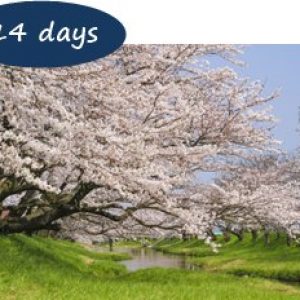 Japan Cherry Blossom Holiday Packages - Hidden Cherry Blossom Northern Japan 14 Days – Tohoku