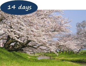 Japan Cherry Blossom Holiday Packages - Hidden Cherry Blossom Northern Japan 14 Days – Tohoku