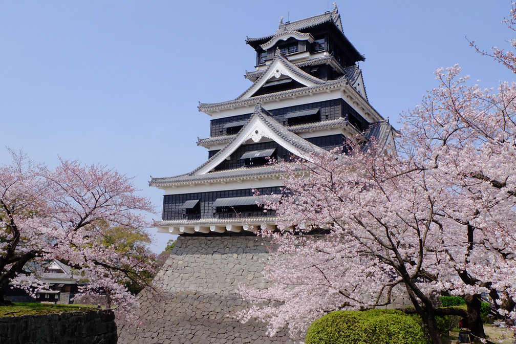 Cherry Blossom Kyushu
