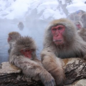 wendy-wu-sapporo-and-snow-monkeys