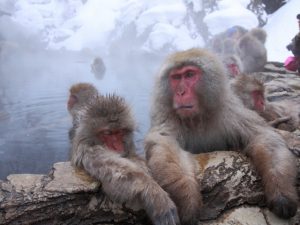 wendy-wu-sapporo-and-snow-monkeys