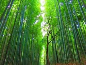 bamboo-forest-arashiyama - Flower and Garden 11 day Private escorted tour of Japan