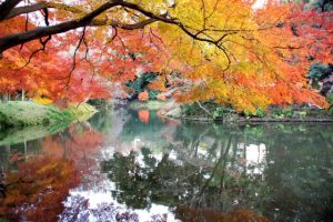 koishikawa-korakuen-in-autumn - Flower and Garden 11 day Private escorted tour of Japan