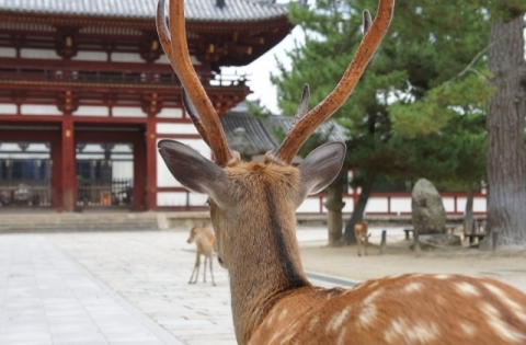 Nara Deer and Temple Gate - World Heritage Japan Private Escorted Tour