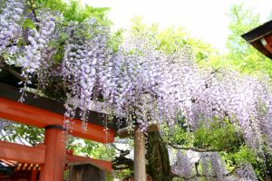 wisteria - Flower and Garden 11 day Private escorted tour of Japan
