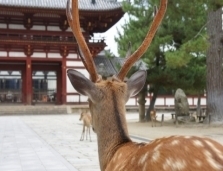 nara-deer-and-temple-gate